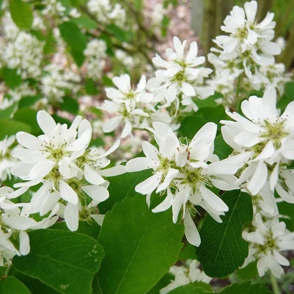 Amelanchier aln. Obelisk