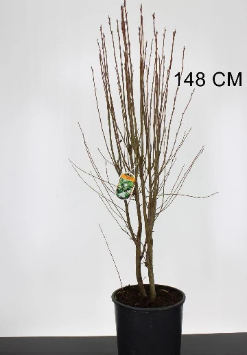 Amelanchier aln. Obelisk - Image 2