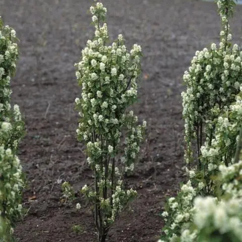 Amelanchier aln. Obelisk - Image 3
