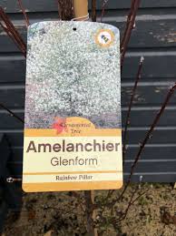AMELANCHIER C. GLENFORM FASTIGIATA - Image 2