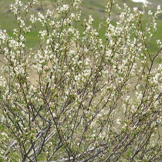 Amelanchier can. Rainbow Pillar - Image 2