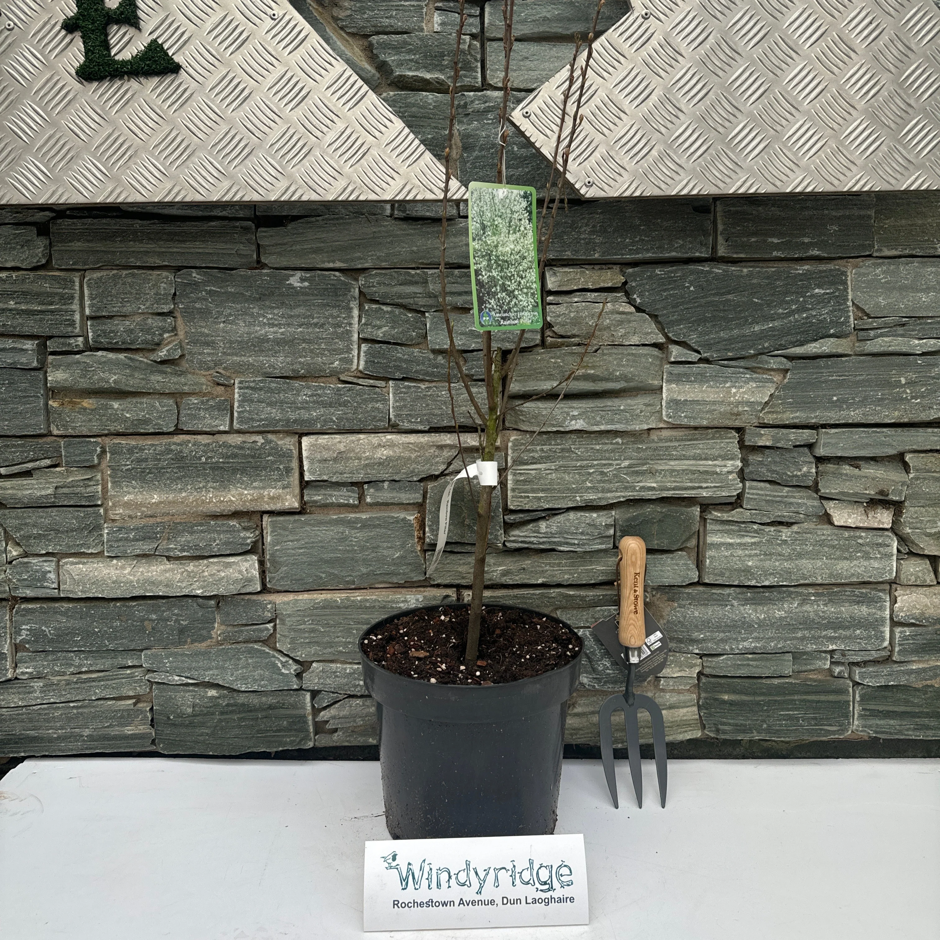 Amelanchier can. Rainbow Pillar - Image 3
