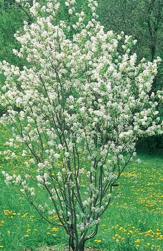 Amelanchier can. Rainbow Pillar