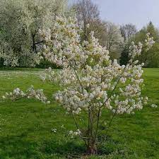 Amelanchier lamarckii - Image 2