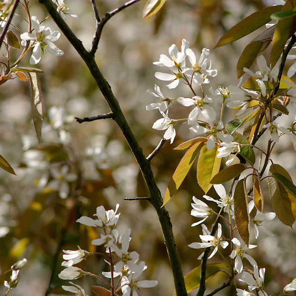 Amelanchier lamarckii - Image 3