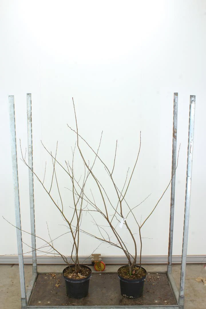Amelanchier lamarckii - Image 4