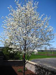 AMELANCHIER LAMARKII BALLERINA - Image 3