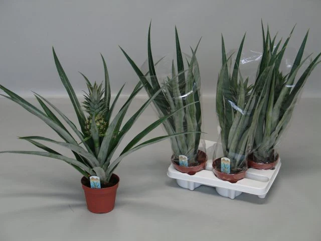 Ananas Champaca  P14