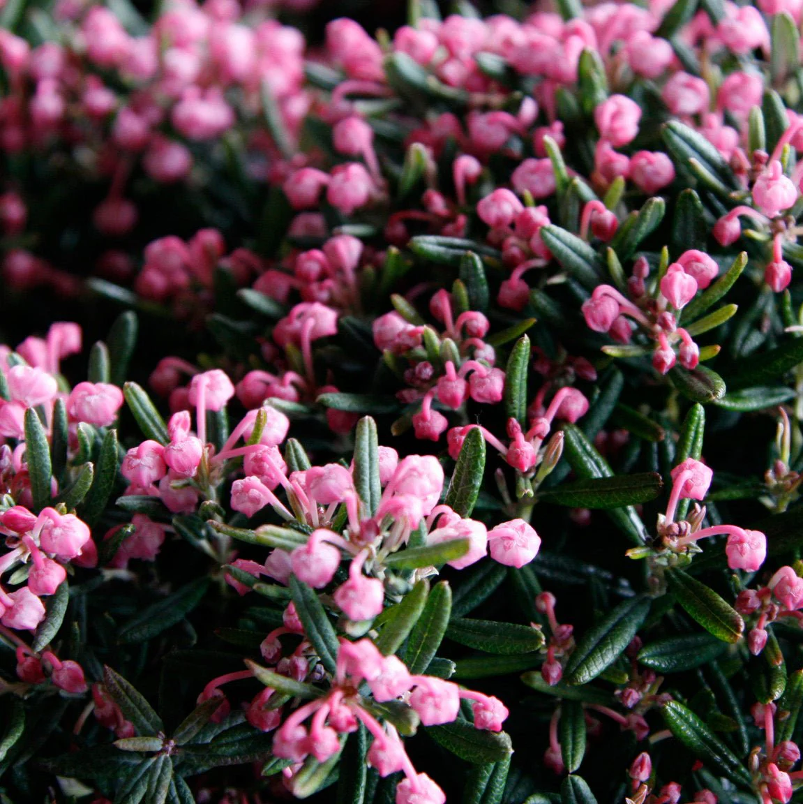 Andromeda polifolia Blue Ice - Image 2