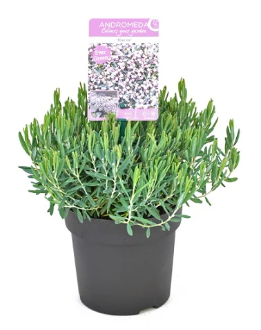 Andromeda polifolia Blue Ice
