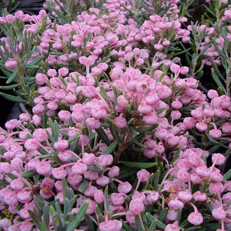 Andromeda polifolia Blue Ice - Image 3