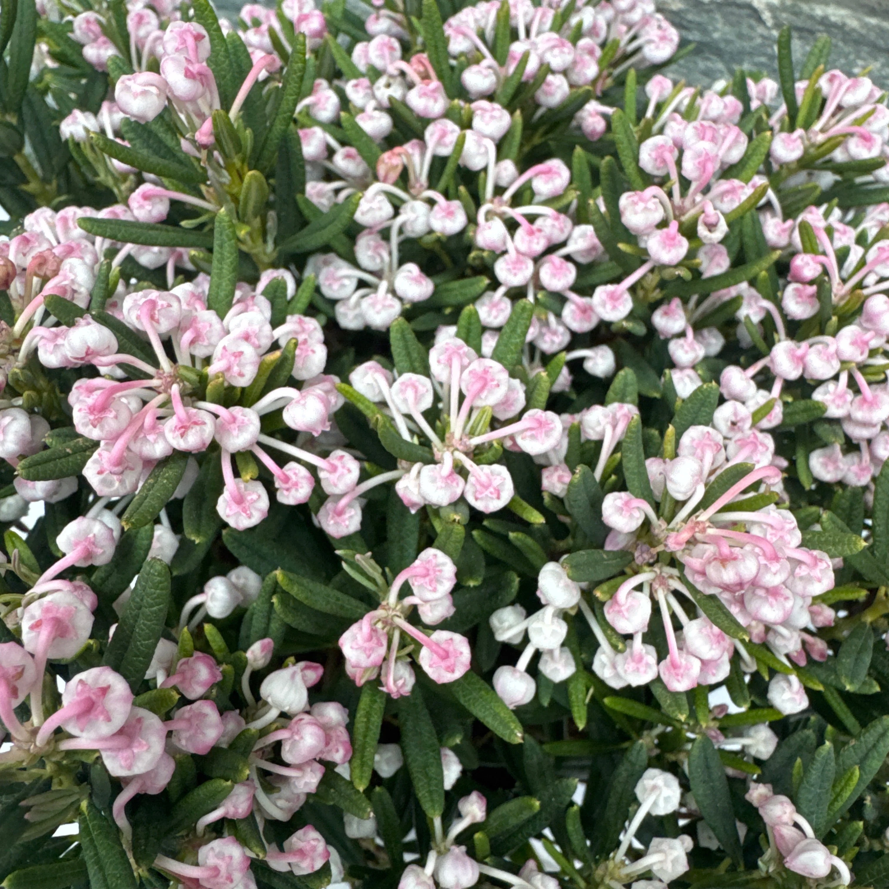 Andromeda polifolia Compacta - Image 2