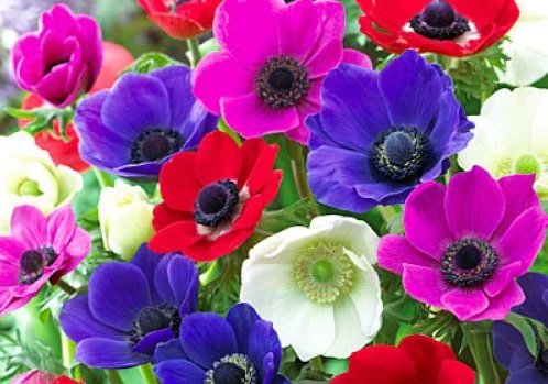 anemone 10.5cm