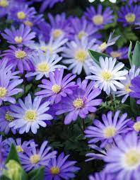 ANEMONE BLANDA BLUE SHADES x 40 - Image 2