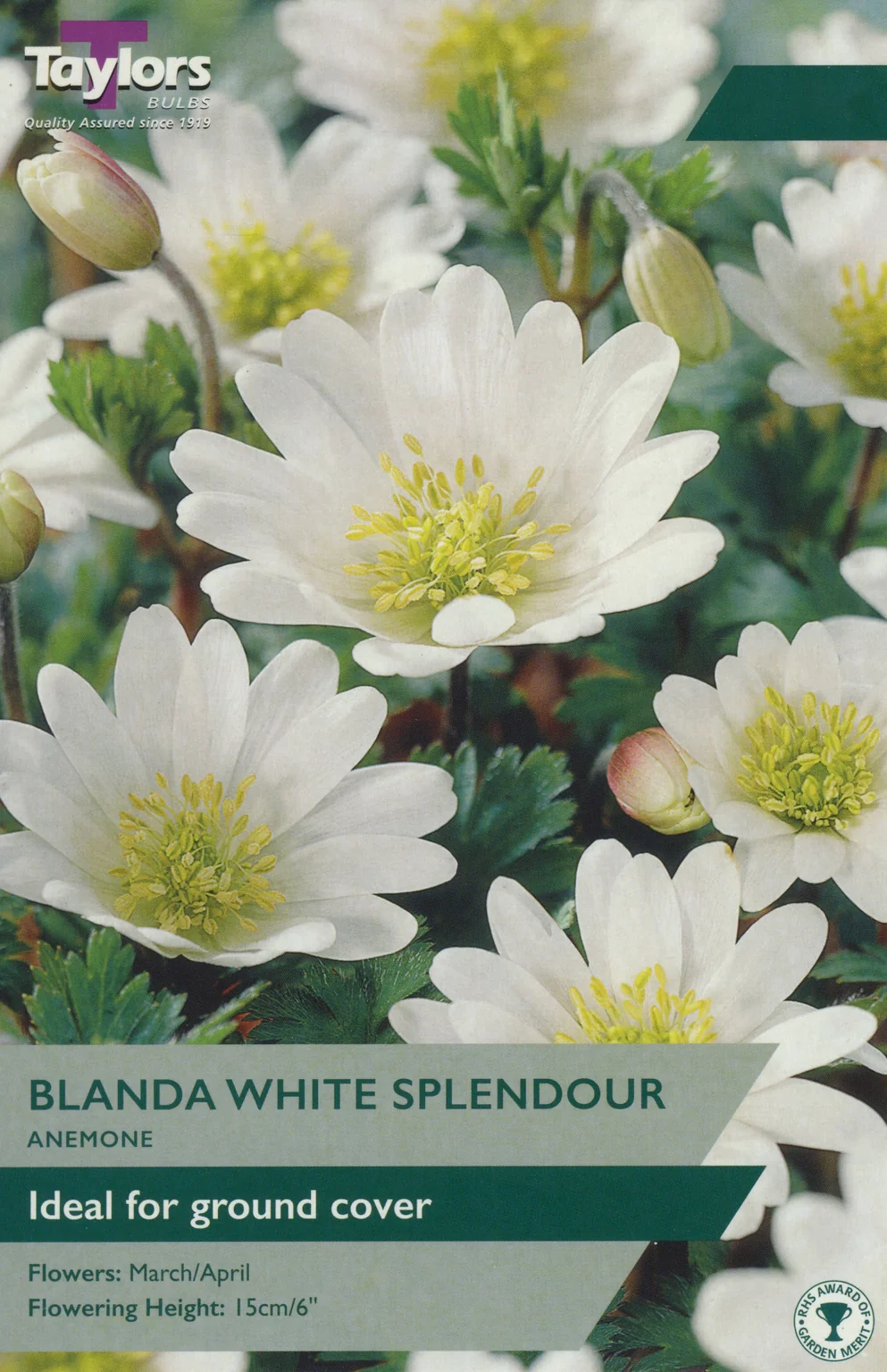 ANEMONE BLANDA WHITE X 5