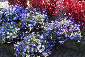 ANEMONE BLUE SHADES X 20 - Image 2