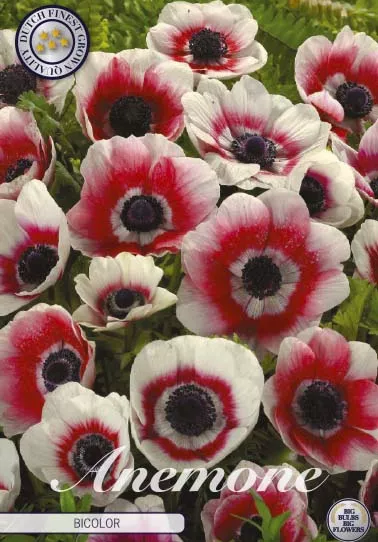 Anemone coronaria Bicolor  20-pack