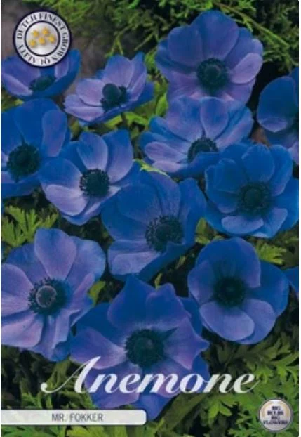 Anemone coronaria Mr Fokker  20-pack