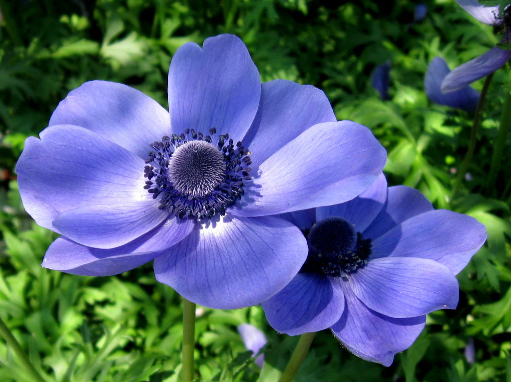 Anemone coronaria Mr Fokker  20-pack - Image 2