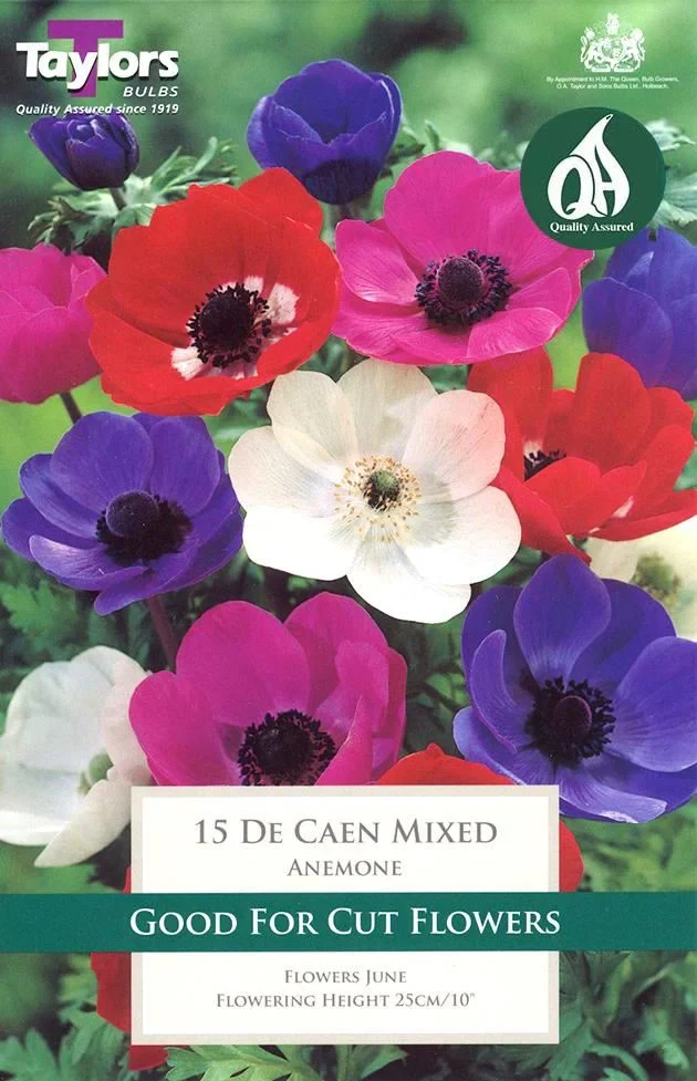 ANEMONE DE CAEN MIXED 15