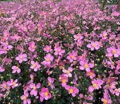 ANEMONE Fantasy Jasmine