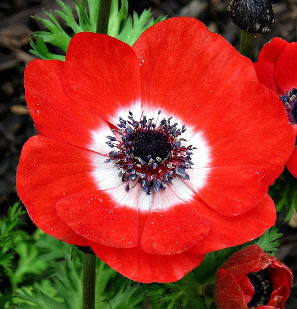 Anemone Harmony Scarlet