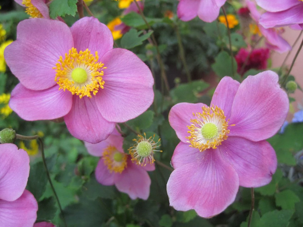 ANEMONE hup. Splendens - Image 4