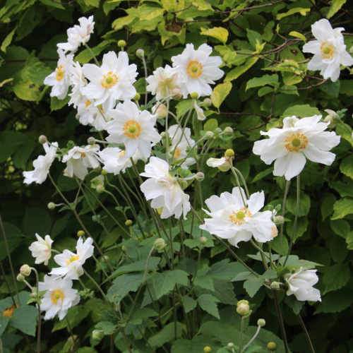 Anemone hyb. Honorine Jobert