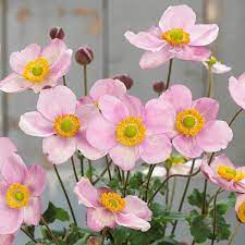 Anemone Pink Cloud 3 ltr