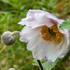 Anemone Ruffled Swan - Image 4