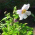 Anemone Ruffled Swan - Image 5