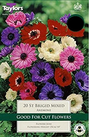 ANEMONE ST. BRIGID MIXED 15