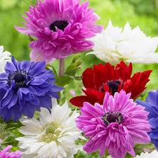 ANEMONE ST. BRIGID MIXED COLOURS X 15