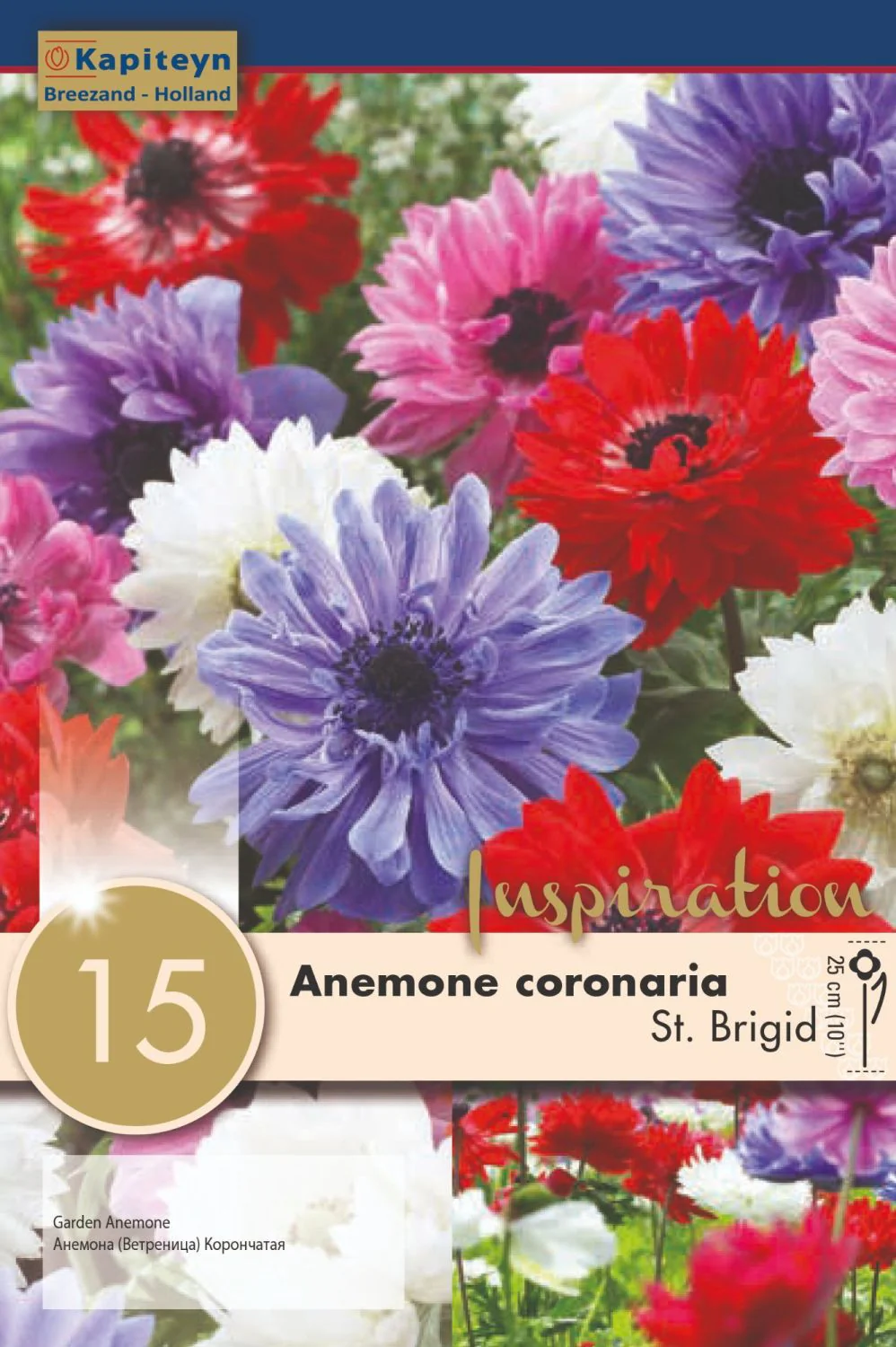 ANEMONE ST. BRIGID MIXED COLOURS X 15 - Image 2