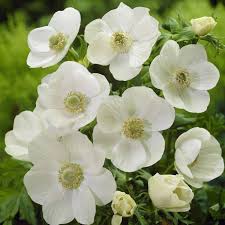 ANEMONE THE BRIDE X 10 - Image 2