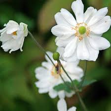 Anemone Whirlwind