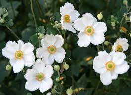 Anemone White 3 Ltr