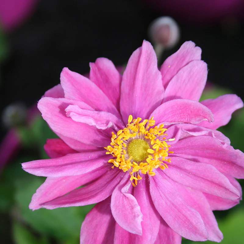 Anemone x h. Pamina