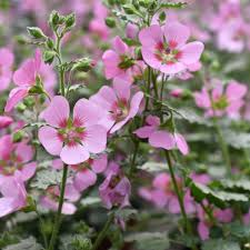 ANISODONTEA Lady in Pink - Image 3