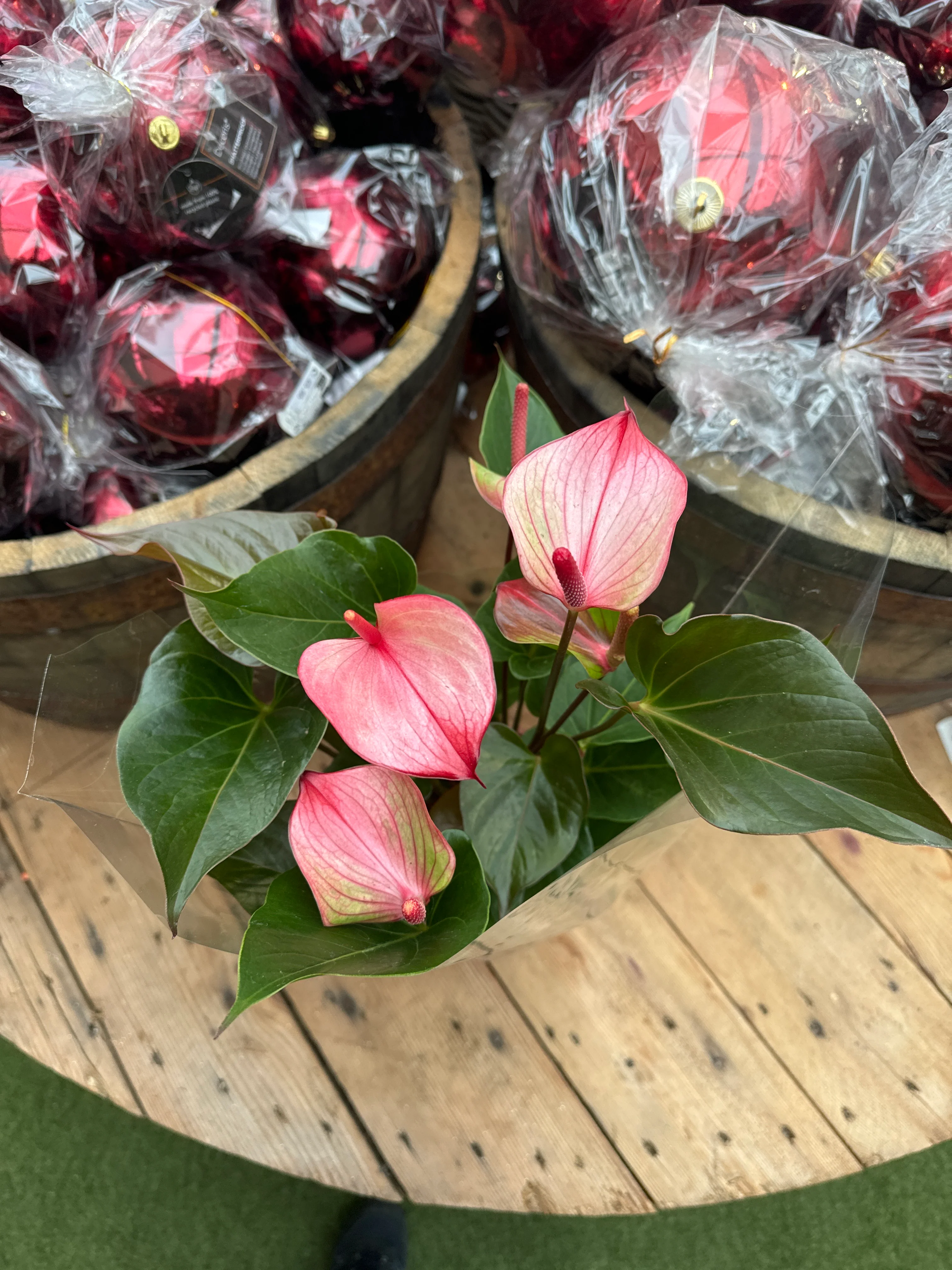 Anthurium and. Hot Lips   P17 - Image 3