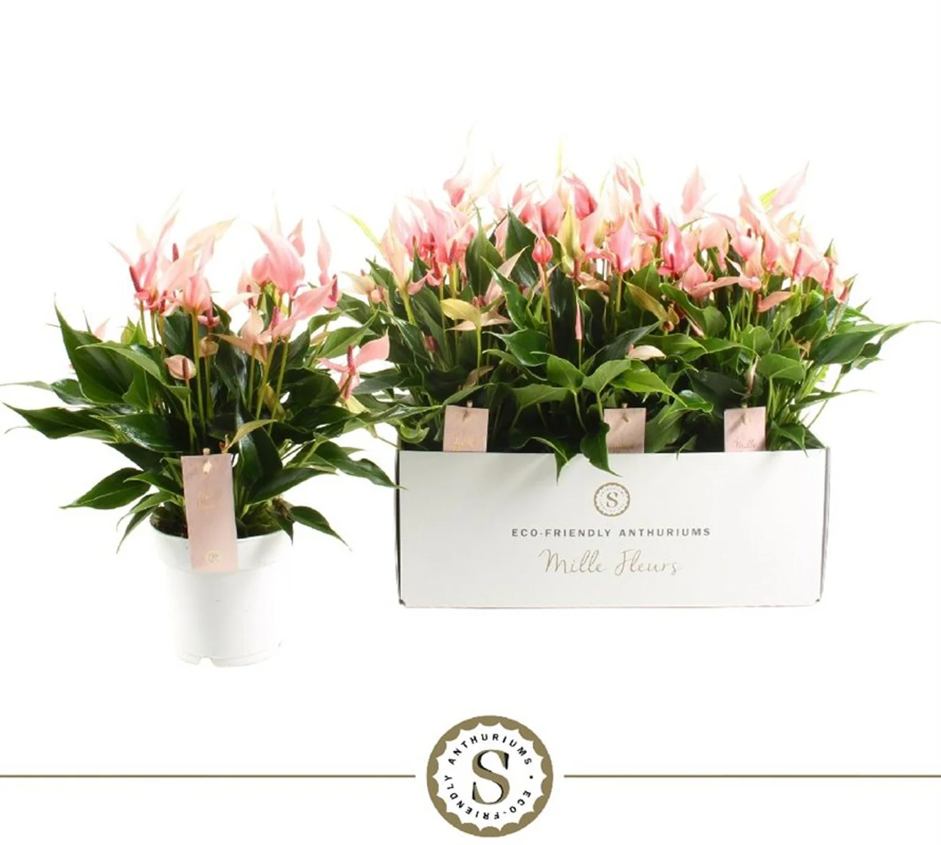 Anthurium and. 'Lilli'(Mille Fleurs) P14