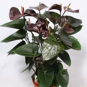 Anthurium and. Paris Black