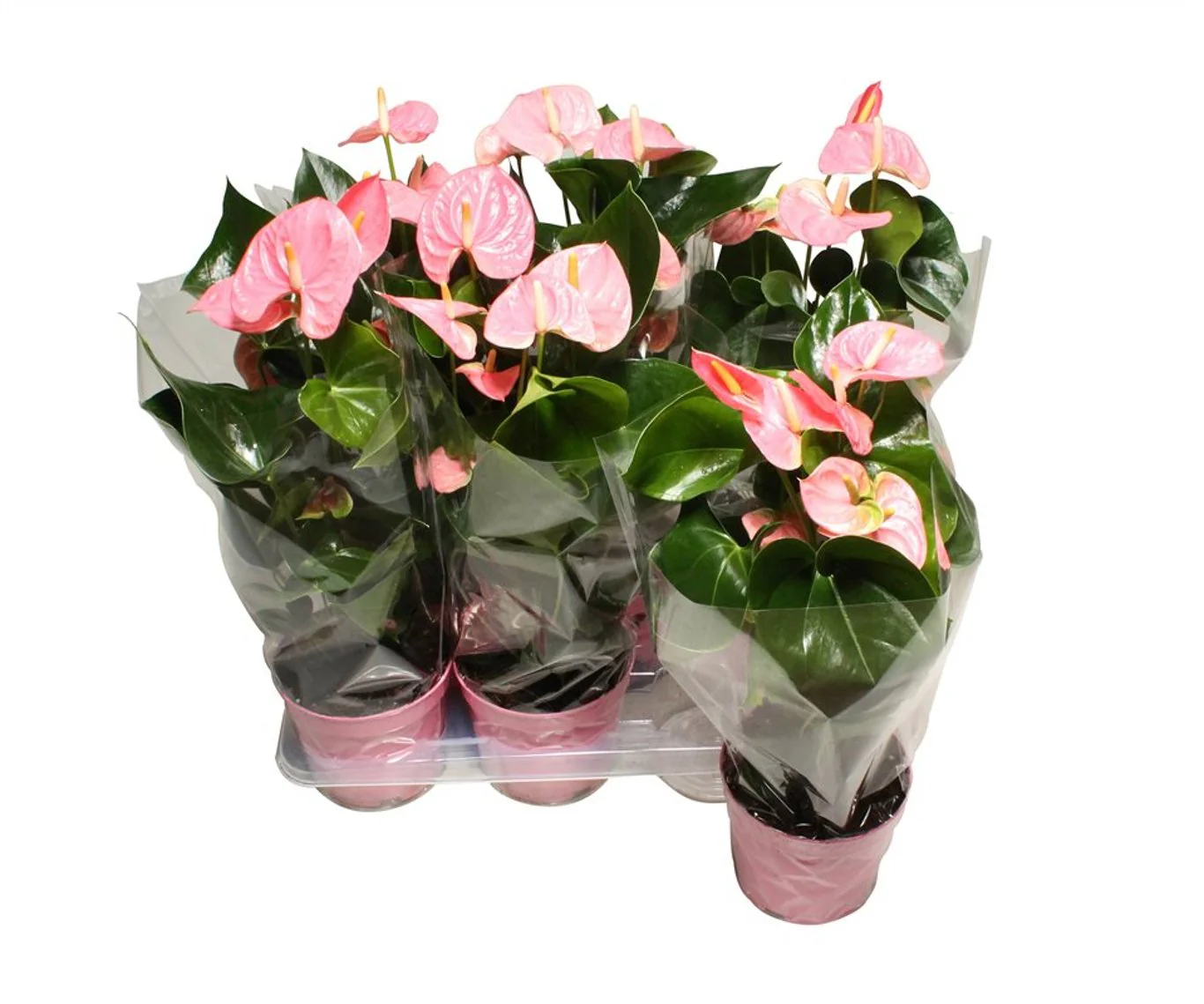 Anthurium and. Sweet Leny  P17