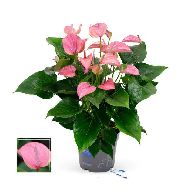Anthurium andr. 'Joli' 6+ flower