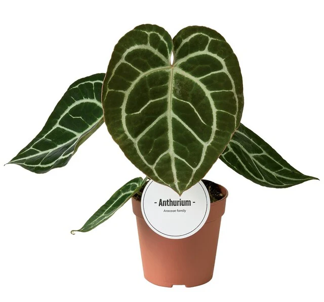 Anthurium ... 'Crystallinum'