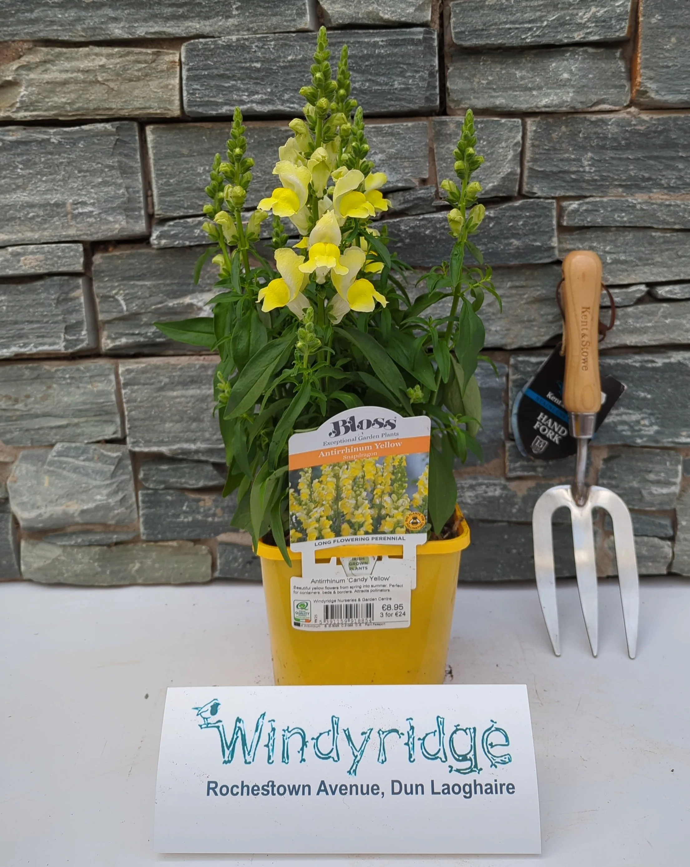 Antirrhinum Candy Yellow - Image 2