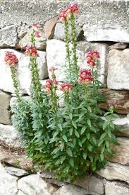 Antirrhinum majus - Image 3