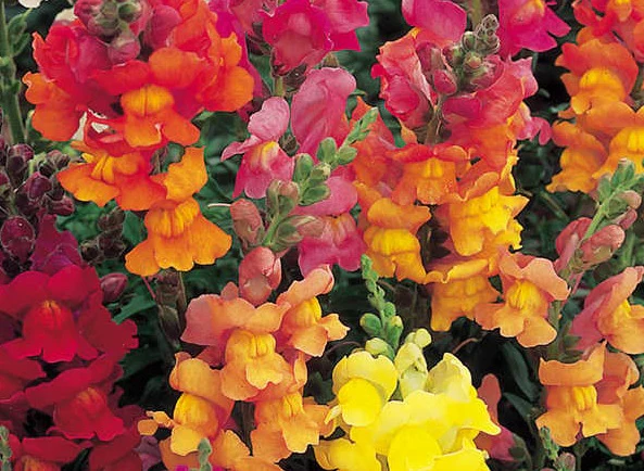 Antirrhinum majus trio  P19