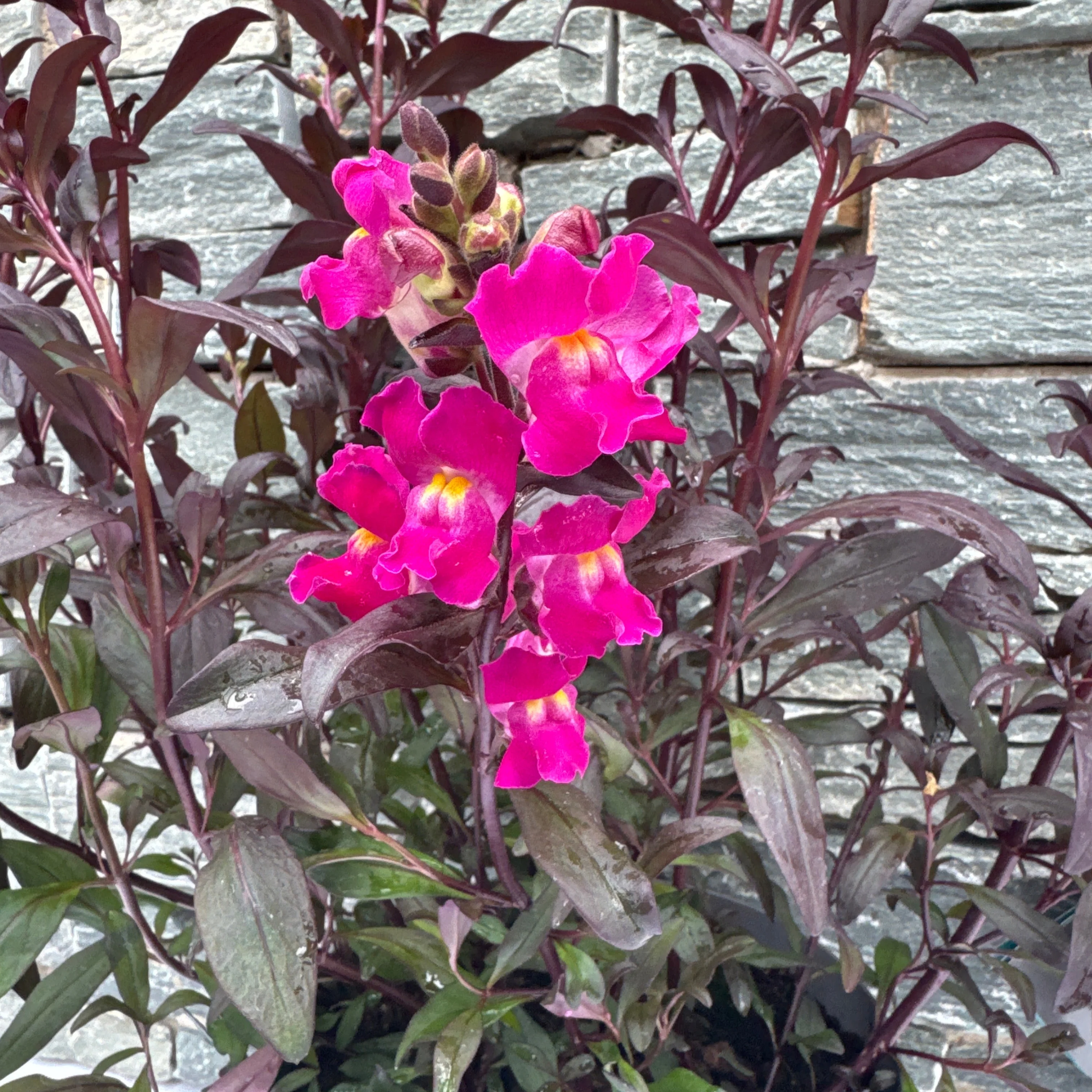 Antirrhinum Snap in Black Hot Pink 5 Ltr - Image 3