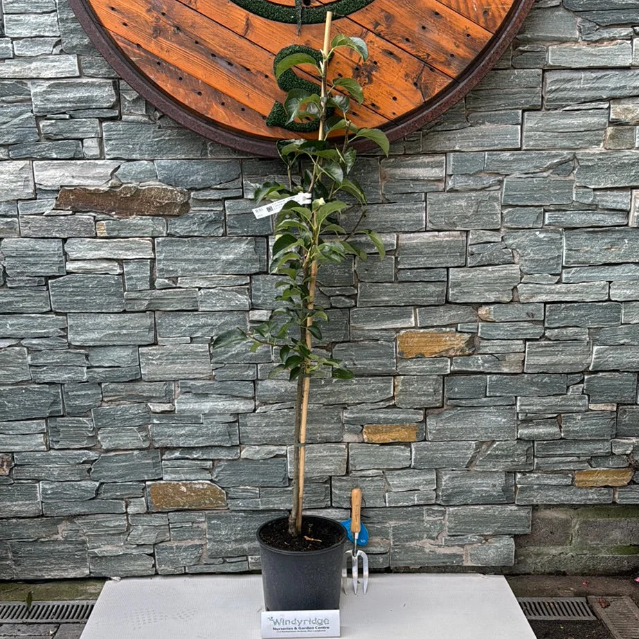 APPLE GOLDEN DELICIOUS 2 YR BUSH 10Ltr